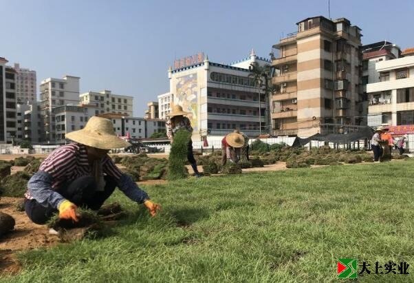 正在鋪設(shè)運(yùn)動場草坪的工人